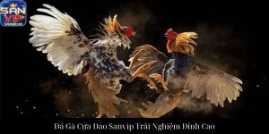Đá Gà Tre Sanvip Sảnh Cược Đẳng Cấp Và Chiến Lược Tinh Hoa