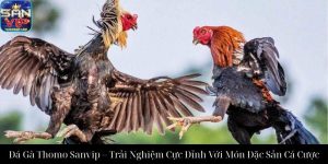 Đá Gà Cựa Dao Sanvip Trải Nghiệm Đỉnh Cao