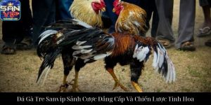 Đá Gà Cựa Dao Sanvip Trải Nghiệm Đỉnh Cao